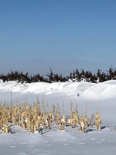 Nothing tonight like last week!

Hunting the trees last was not much fun..
Most all this snow is gone already.