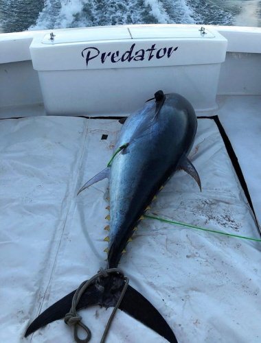 Predator Sport Fishing landed a nice 91" ~450lb Bluefin tuna! 
Give Captain Chris a call and get in on the action.
#Bluefin #Tuna #OBX #NC #Fishing #FinandField