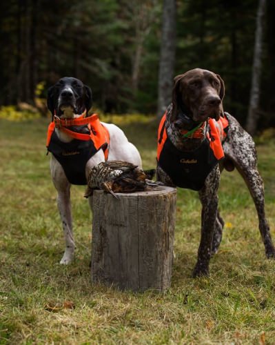 We had a canceled hunt and now have 26-28 October open. These are prime dates for grouse and woodcock hunt Give us a call and book your hunt now.