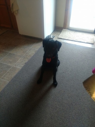 Meet Jammer. He is our addition to our duck hunting staff. He is one year old and comes out of West End Retrievers in NC.