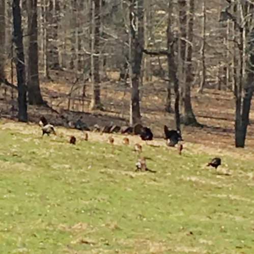 Looking out the back door of our Kentucky lodge!!