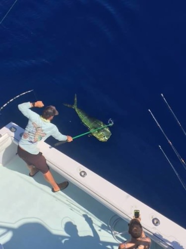 When the mahi action is so good you finish the day on the reef! Book your next charter with Southpaw Fishing Key West. 

http://bit.ly/2dK573P

Florida Keys | #Fishing | #Adventure | #FinAndField