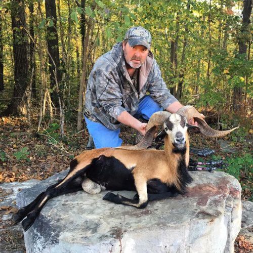 Who wants to hunt a Corsican Ram?

#Hunting | #Adventure | #BookAHunt | #FinandField