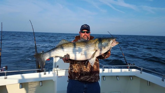 How big do you think the fish is? The Chesapeake Bay has some amazing Rockfish. Send Fin & Field your trophy photos - 	myadventures@finandfield.com #Fishing #ChesapeakeBay #Maryland #FinandField