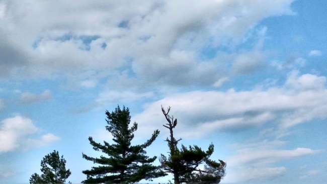 Pictures from today's boat ride saw lots more but couldn't get pictures of the sturgeon and other wildlife