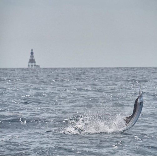 Sailfish Challenge kicks off tomorrow! Who will win the 3rd leg of the Quest for the Crest.

#Fishing | #Sailfish #Adventure | #FinandField | Bluewater Movements, Inc.