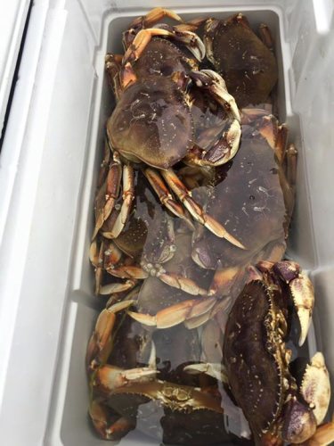 Full cooler today! Plenty of crab to go around.
Don't forget great fall chinook fishing is just a few weeks away in Astoria! Give me a call to talk about my open dates.