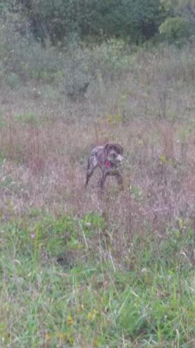 Pennsylvania dove hunt with 6 month old GSP boy ..Mauser !