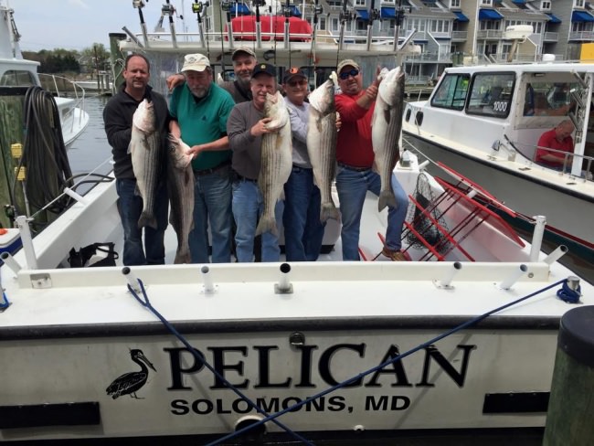 Captain Pete's Fishing Charters with 4 keepers! #Rockfish #Maryland #Fishing #FinandField