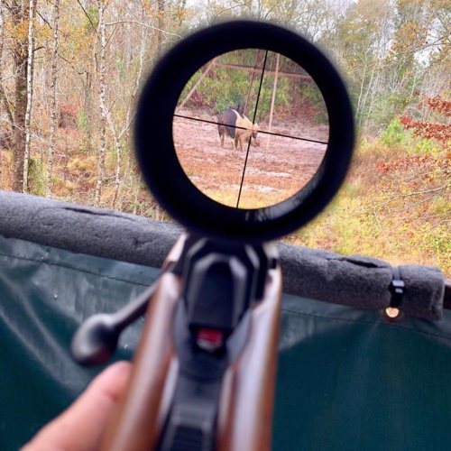 My nephew Cooper, killed his personal best hog yesterday morning. One shot, one kill! This multi-colored boar weighed 155 lbs. #redblufflodge #schoghunting #oneshotonekill #scfamilyhunting @ Red Bluff Lodge