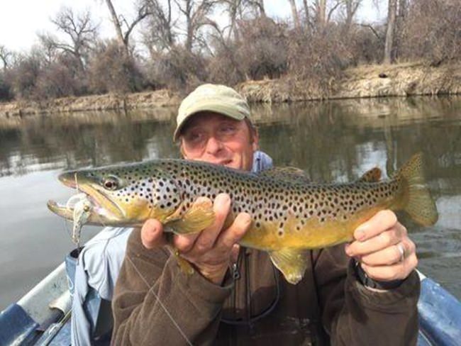 Beauty from the Bighorn River. #FinandField #FnF #Fishing #Adventure