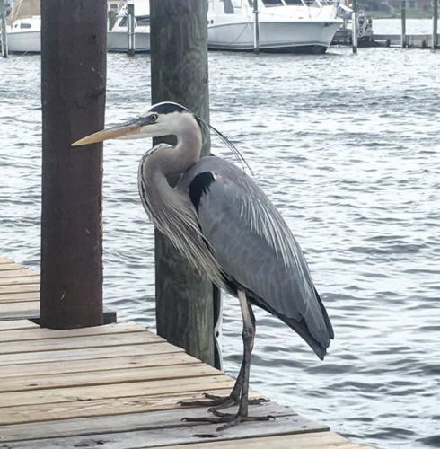 The bait thief! 
.
.
.
#blueheron #natureisneat #panhandlefishingcharters