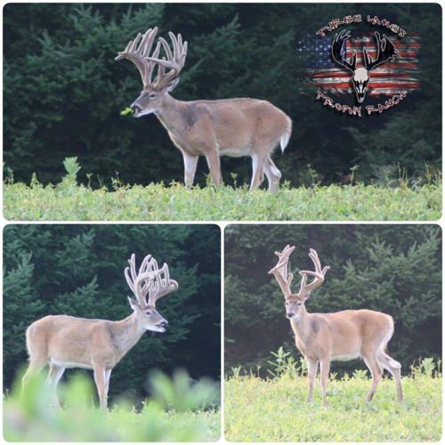 What do you think this buck will score?

Book a trip with Three Lakes Trophy Ranch and you might get to find out!

Papa's Pilar | #PapaWouldBeProud | #AdventureSeries | #Endorsed | #HuntWithTheBest | #NeverASpectator