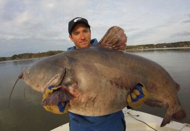 Now that is a big one - what is your guess on the weight and length of Zakk's North Carolina Blue Cat Record? #Fishing #NorthCarolina #FinandField  #DreamBig2016