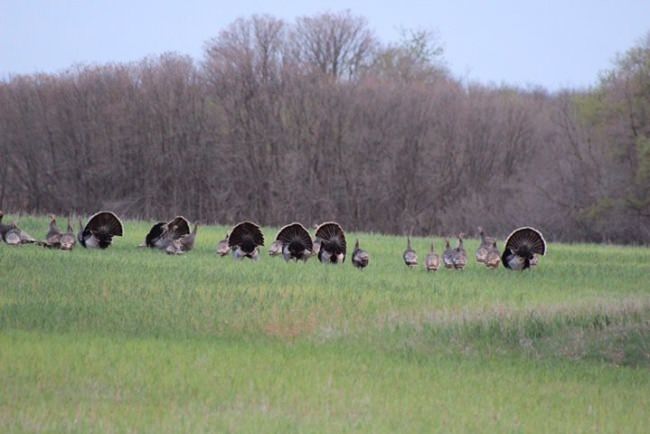 Who's ready? If you're looking for an outfitter to put you on turkey or trophy deer check out Red River Valley Outfitters http://bit.ly/2bNq2Wg
#FinandField #Hunting #Turkey #WhiteTail #Adventure