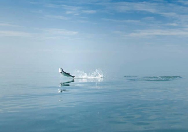 Fishing adventures should make you jump with excitement! #BookATrip #DreamBig2016 #Adventure #FinandField