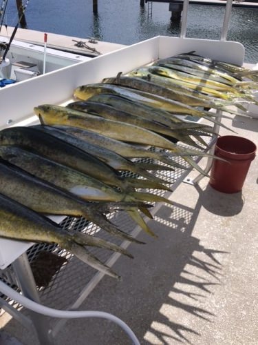 You know it's been a good day when it takes more than an hour to clean all the fish! Southpaw Fishing Key West is on the mahi, to say the least! http://bit.ly/2nk7DSB

#Fishing | Key West, Florida | #Mahi | #Dolphin | #Dorado