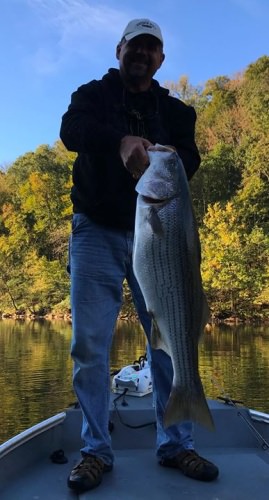 The Cumberland River continues to produce big fish – catch and release policies work! 

I had the great pleasure of taking Jeff Arrasmith (a Cumberland Lake guide I work with) and his good friend Jeff Ward on the Cumberland River Tuesday in TN (we can use Trout for bait in TN!). It was a beautiful morning on the water. Then (as usual) “Kapow” a huge Striper ate a big Trout early in the morning and took off flying and we had our first fish of the day on!  Jeff Ward battled the fish in that measured right at 39 inches.  A quick photo and back in the water she went flying off!
  
Not to be out done, about an hour later we heard a huge splash and “Kabam” we had a much heavier fish hit that took 50 feet of drag in 10 seconds with the reel complaining like an irate Duke B Ball fan!  Jeff Arrasmith battled this big 41 inch super fat fish for a long time, finally getting her to the boat and we landed her! A quick photo of the big 30 pound plus fish and we released her to swim quickly away to fight another day!

Video coming! As fall rolls on it will just get better and better! Call me at 931-403-2501 soon to book your fall trip as we are filling dates up fast! 

Captain Jim Durham