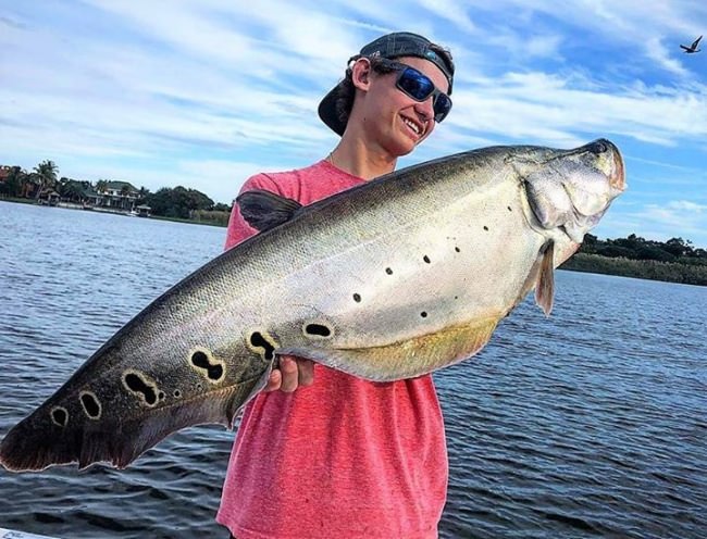 Have you ever seen a Clownknife this BIG? Bravo South Florida Bass Charters. #WOW #Fishtale #Fishing #FL #Bass #FinandField