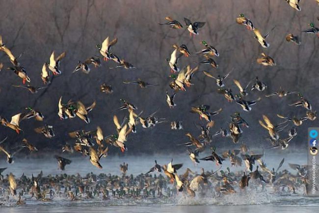 Cool picture. Our friends at Bayou Bottoms Guide Service are ready to take you duck and snow geese hunting. #Hunting #Duck #Geese #BayouBottoms #FinandField