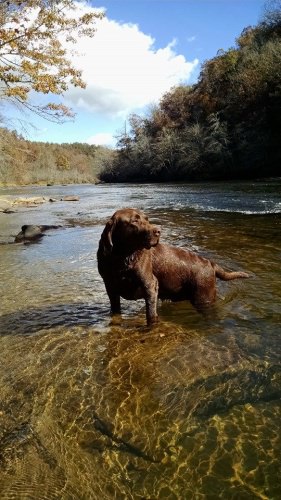 My big buddy Chocolate Moose in the little Tennessee river