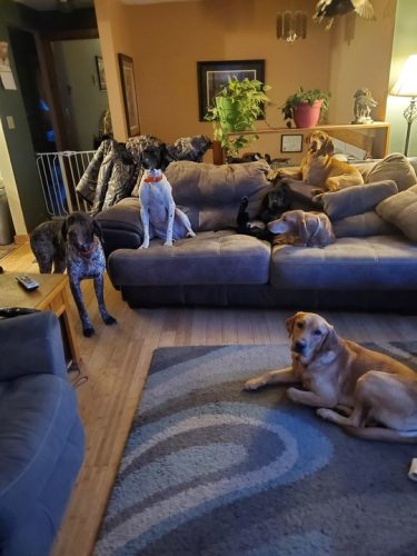 Merry Christmas from all of us at Reddog Guide Service. #maineguide #drakewaterfowl #allagashgamecalls #drakealanticflywaynorth