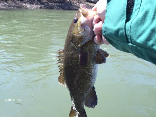 First smallie of the the season!! Conditions were tough, found a few willing to play!! It will only get better!