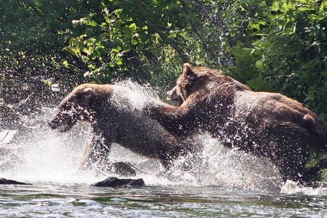 Stay out of my honey hole! Amazing shots from High Adventure Air Charter, Guides & Outfitters #BearLife #Grizzly #Fishing #Alaska #Adventure #FinandField
