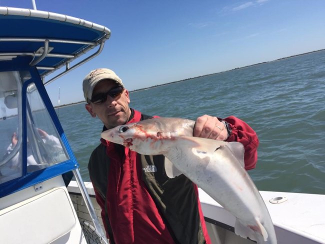 Cajun Custom Rods catches surprise shark while fishing on Chesapeake Bay. #Fishing #CajunCustom #ChesapeakeBay #FinandFIeld