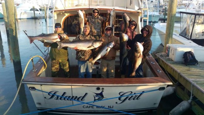 Rockfish are here! Book a trip with Island Girl Charters at www.finandfield.com. #Fishing #Rockfish #NewJersey #FinandField