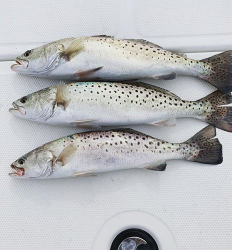 The cold front that just pushed through has the trout on the move. We hit lots of spots, threw artificial baits and live shrimp in all the holes just never could get the big trout fired up today. We did have 3 keepers for dinner and a few other undersized trout that were released to grow and be caught again. It looks like we are going to have some nasty weather this weekend but it looks like the weather will clear up at the start of the week. We have open spots the weekend of nov 22-23. Call today to book your trip! Wouldn’t you rather be Reelin? Kids fish free. @triton_boats_official @yamahaoutboards @fathominshore #charterfishing #southport #oakisland #baldheadisland #nc #fishing #inshore #offshore #trout #speckledtrout #pennreels #minnkota #like #share #follow