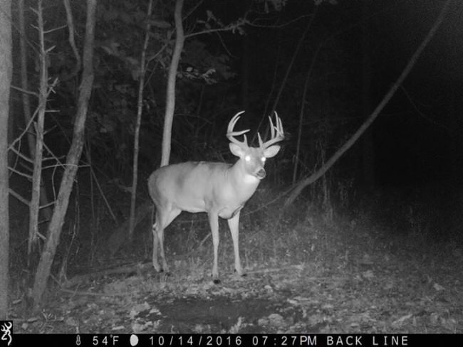 Brought to you by Browning Trail Cameras!! Looks like Missouri bucks are gearing up!!