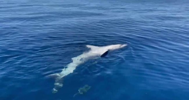 Ever heard of a Great White swimming upside down?!
This one did. PC: Erika Almond 
#Offshore #Ocean #GreatWhite #Shark