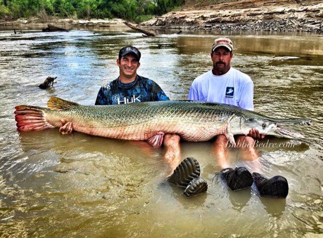 Bravo to the angler and Capt. Budda on IGFA pending world record. #Fishing #IGFA #BubbaBedre #FinandField