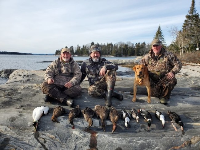 Great start to 2021 two man limit of seaducks. #drakealanticflywaynorth #DrakeWaterfowl #maineduckhunting #maineguide #tanglefree #ducksunlimited #duckhunting #duckdog #oldsquaw #eider #seaducks #cornerstonegundogacademy