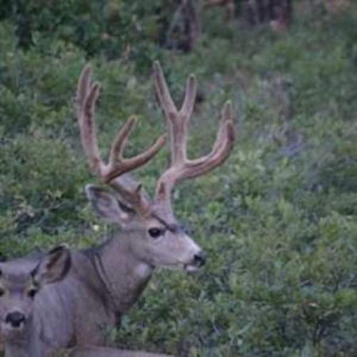 Brazos River Lodge offers the ultimate outdoorsman’s luxury retreat for all skill levels with private, world-class elk hunting excursions, wild trout fishing, and deer hunts led by expert guides. The upscale lodge accommodations are situated on nearly 5,000 acres of pristine Northern New Mexico wilderness. Book a trip that Hemingway would love!

http://bit.ly/2nhWaBQ

Papa's Pilar | #Fishing | #Hunting | #FinAndField