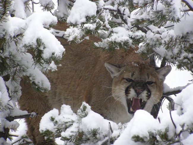 Merry Christmas to all. We've been out having fun with the hounds the last few weeks. Catch and release lion hunting is one of our most enjoyable hunts of the years. The dogs are doing great. Hope you're all getting some quality family time this holiday season.