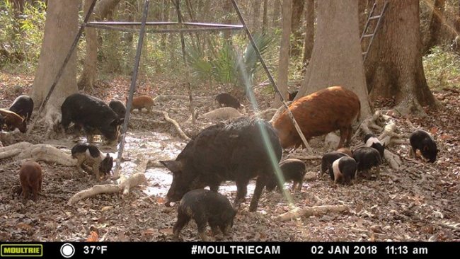 MOULTRIE DIGITAL GAME CAMERA