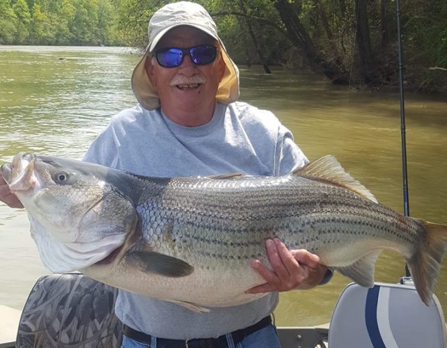 THE CUMBERLAND RIVER FISHING HAS COME ALIVE!

Greetings to the StriperFun readership!  I am pleased to advise that guides for StriperFun have been catching some huge 50 pound plus fish (and a good number in the 40-pound range) up and down various parts of the Cumberland River from the Kentucky border to Nashville.  Enjoy the photos!

We still have a few openings in May and more in June BUT OUR CALENDAR IS FILLING UP QUICKLY so don’t delay.  If you want to go after these world class Stripers, book your trip ASAP to reserve your date.

Click this link to book: https://www.striperfun.com/book-a-charter/  or call 931-405-2501

Captain Jim Durham