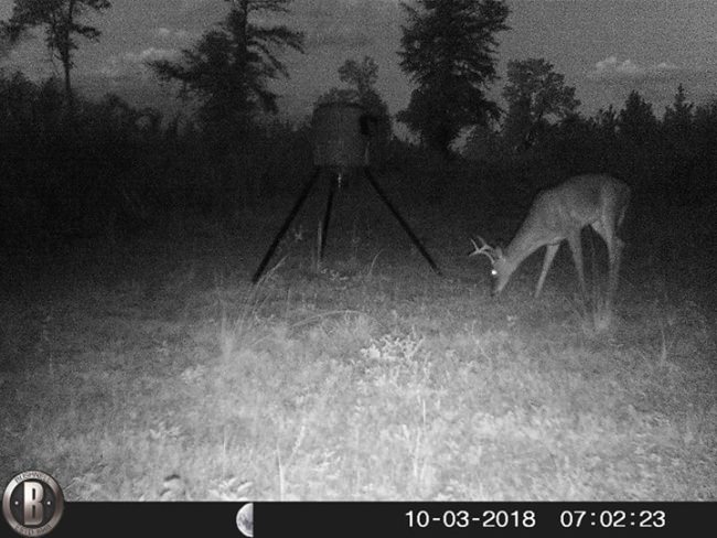 The bucks are really starting to move and disperse throughout the empire. #redblufflodge #scdeerhunting @ Red Bluff Lodge