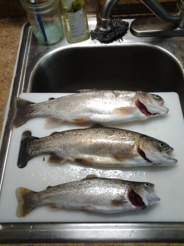 nice rainbows from vt...