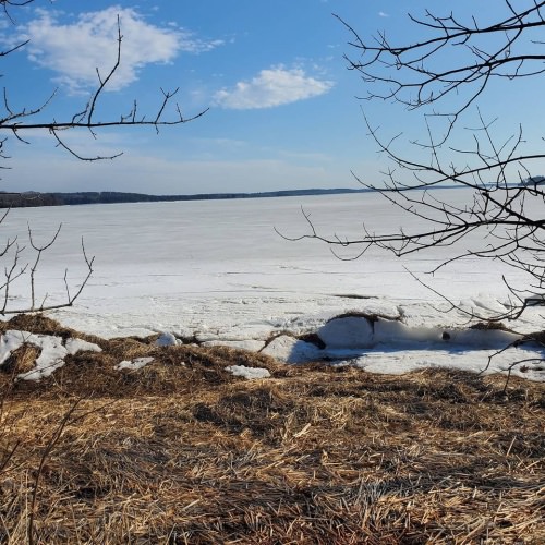 No woodcock or grouse today but did see our first group of geese. Had 2 grouse and one woodcock Tuesday. 3 grouse and one woodcock yesterday. Sorry  no pictures had to handle a puppy and take pictures. We are in the spring training mode now. #viszla #gsp #grousedogs #maineguide #navhda #yankeechapterofnavha