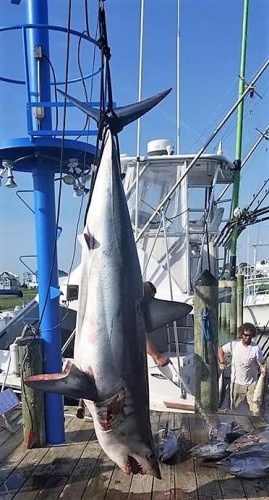 Ocean City Fishing Report - 636# Monster Mako for Capt. Dale Lisi & Foolish Pleasures Big Game Fishing. Book your Foolish Pleasures fishing adventure at Fin & Field or call 844-296-5087. #Shark #FoolishPleasures #WickedTunaOBX #FinandField