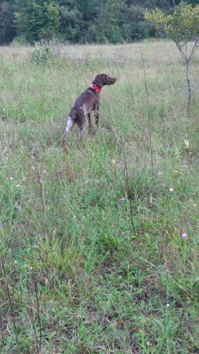 Mauser waiting on me to knock down a dove..