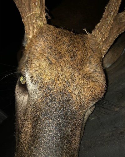 #BBD #kentuckybigbuck #teaser stay tuned!!!