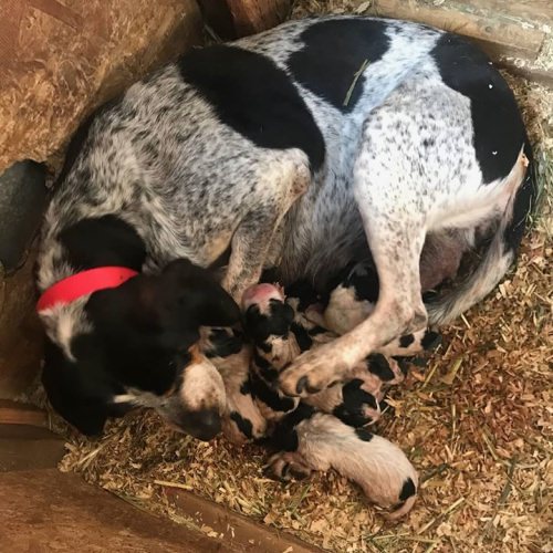 We've got pups on the ground. #gtoutfitters #familylife #houndlife #houndpups