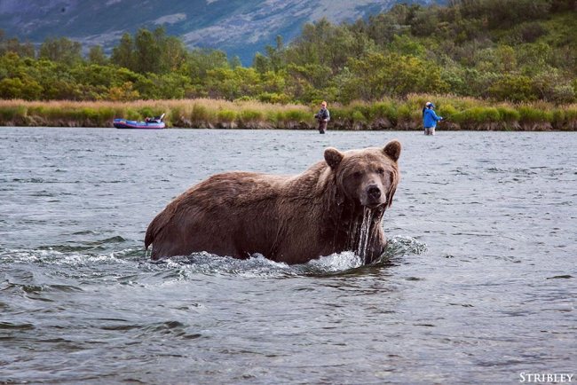 Would you mind sharing your honey hole with this Griz? #NoThanks #Adventure #FinandField #Fishing