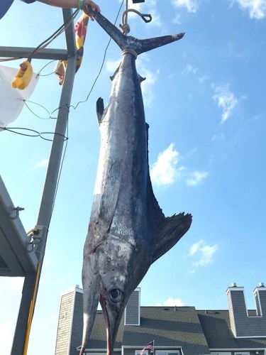 2017 WHITE MARLIN OPEN starts next week! Are you signed up to chase a Million $ Marlin? Big crowds and big fun all week long. Hope to see you at the scales.

#WMO | #OCMD | #Marlin | #Tuna | #Wahoo | #Shark | #Fishing | #FinandField | #OceanCity | #Adventure | #PapaWouldBeProud | #FlyZone