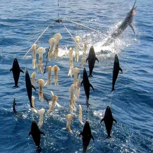 What dredges are you using? Squidnation's Pearl & Black Flap Dredge looks good here. #SquidNation #Dredges #Marlin #Fishing #FinandField
