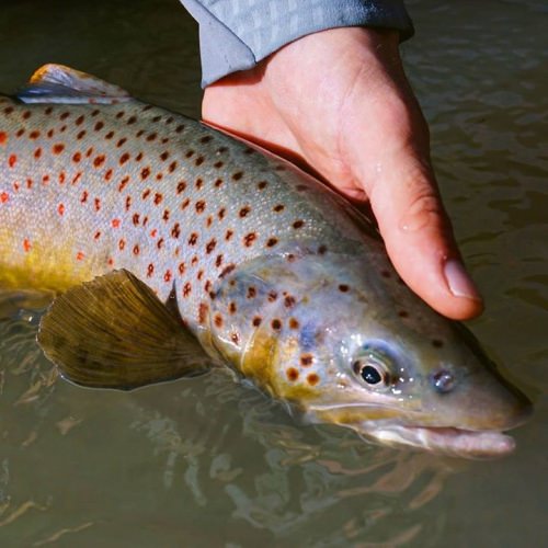AIN'T HE HANDSOME! All spiffed up for the holidays, this dude is ready to cruise all of Browntown. 
<•><•><•><•><•><•><•><•><•><•>